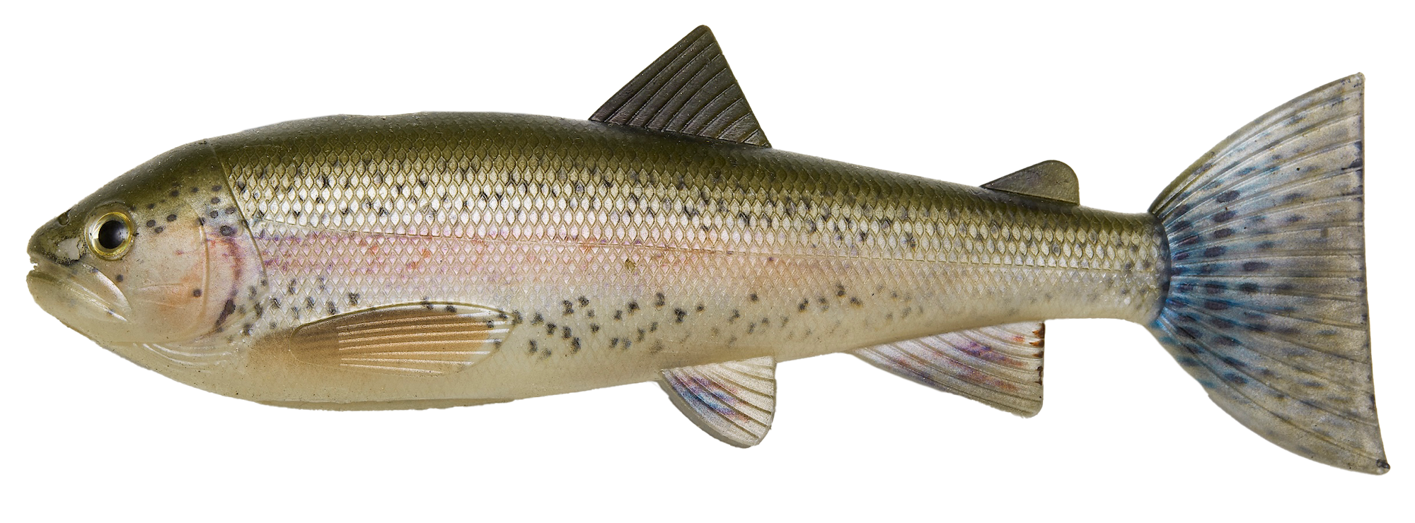 PulzBait Startkit (Motor + Skinz + Rigg) 15 / 20 cm