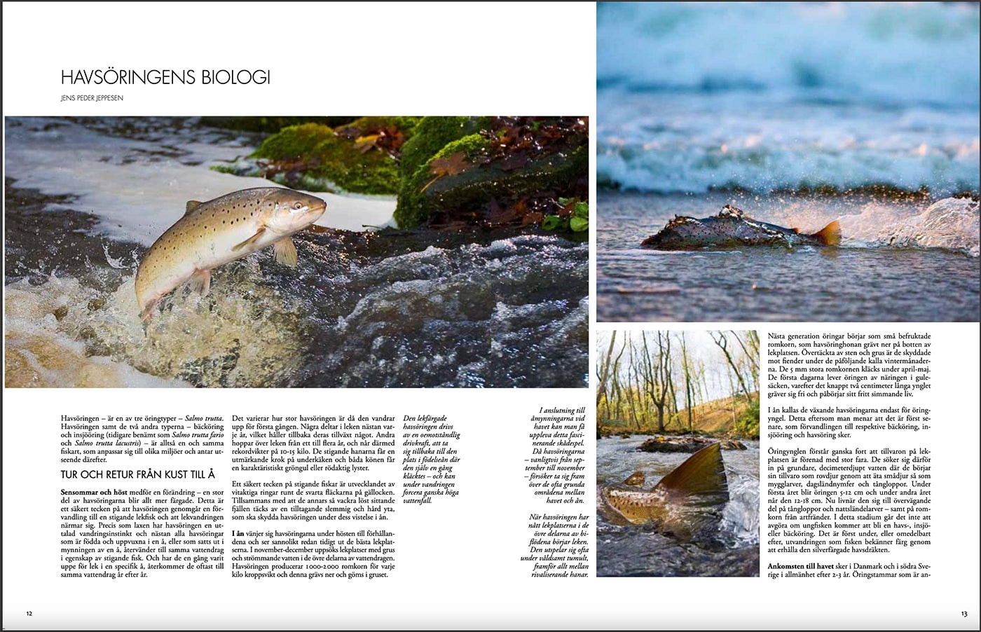 dsbhbiologi.jpg?v=1724220621