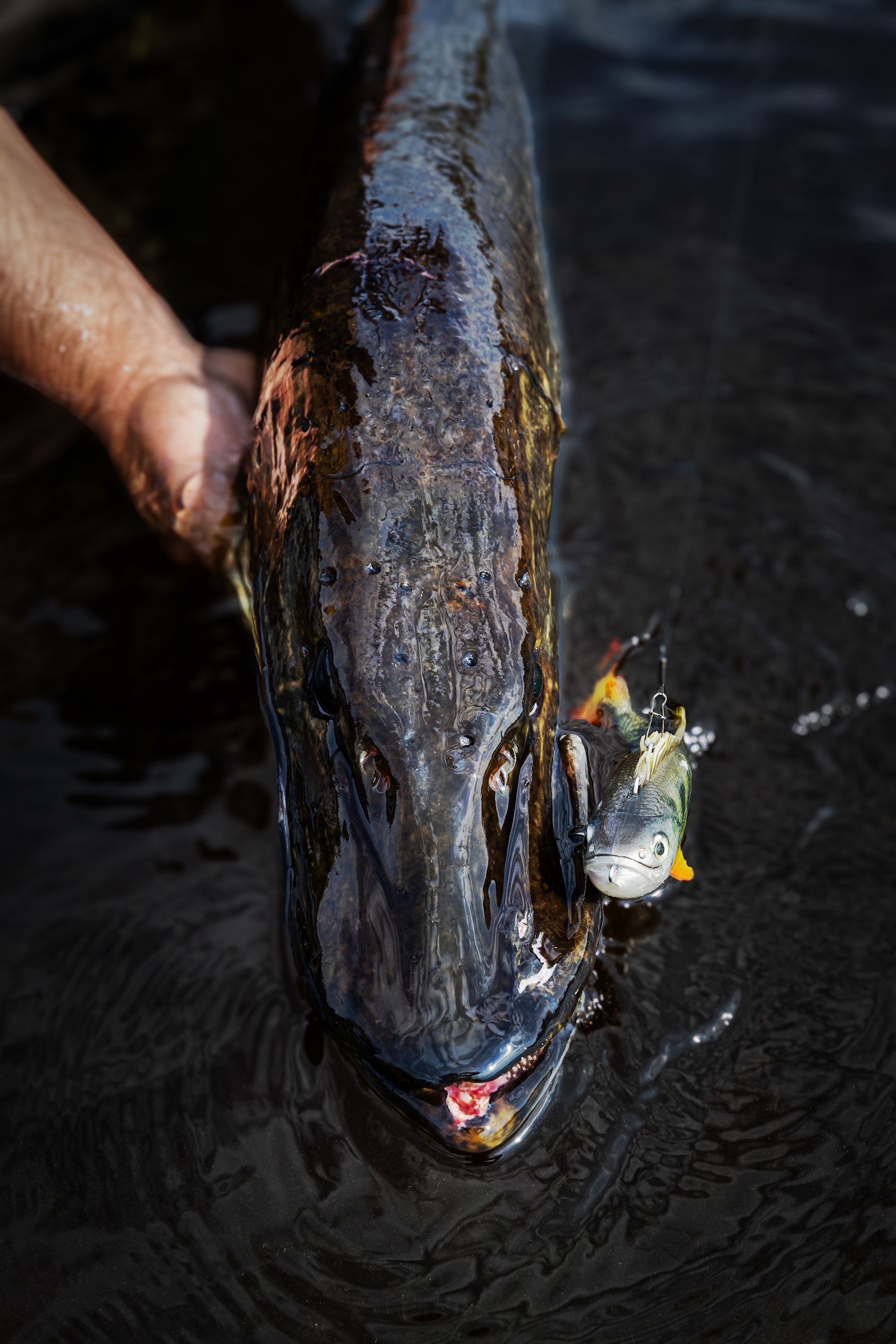 MSt_Laponia_PULZBAIT_h-res_20250614_034 copy.jpg